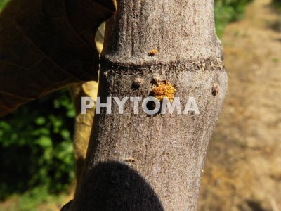 Sinoxylon sexdentatum Oliver